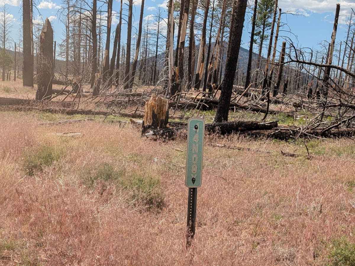 Bob Cat - FS 44N08Y trail photo