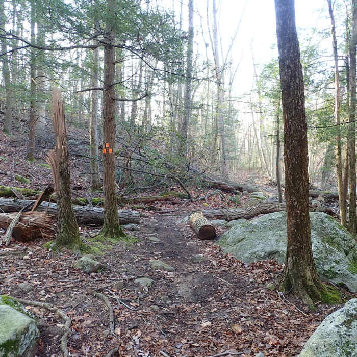 Near Halfway Mountain Loop