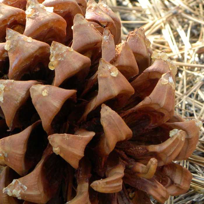 Near Darrington (Salmon Falls) Trail
