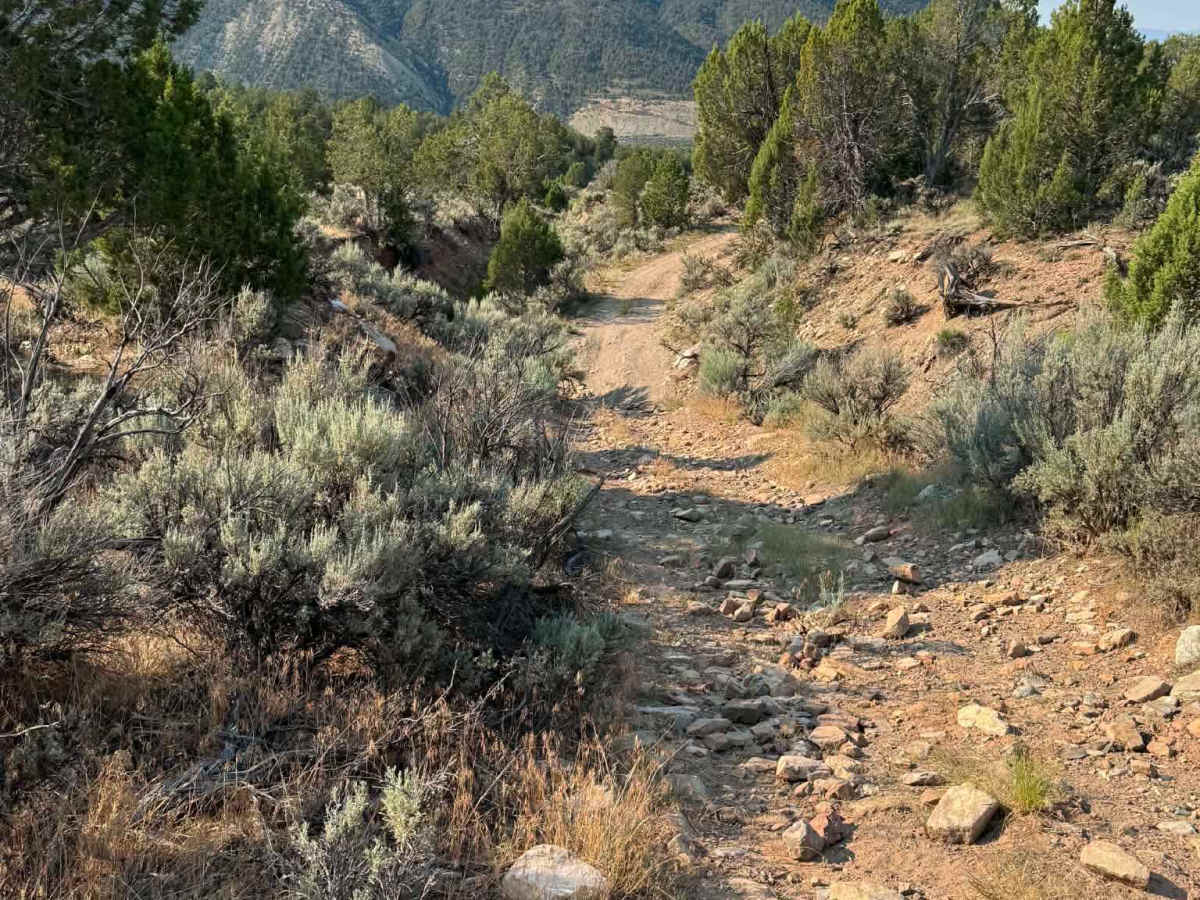 Rifle West photo 3