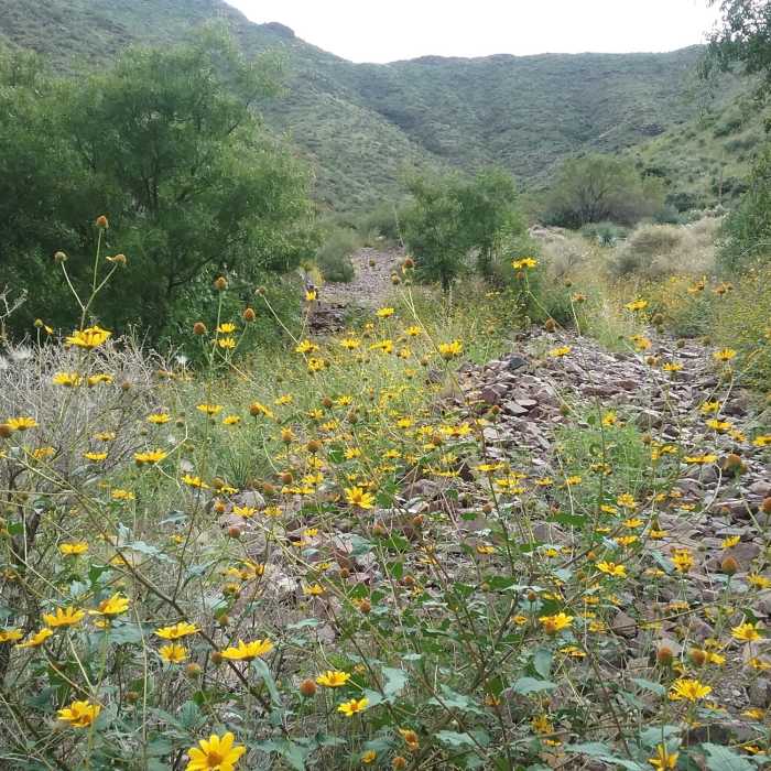 Sunflowers and view of Mundy's Gap Near West Cottonwood Spring