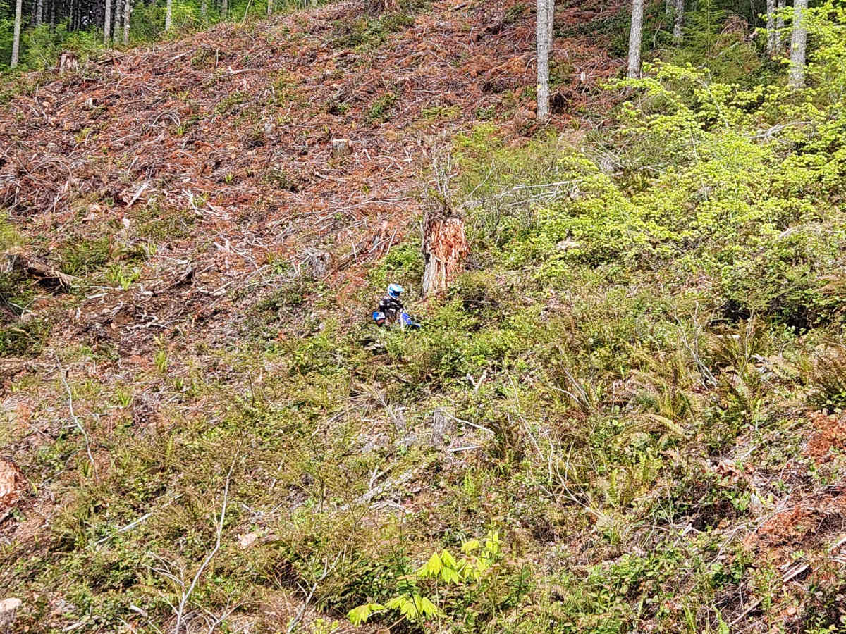 Larch Mountain Trail West photo 5