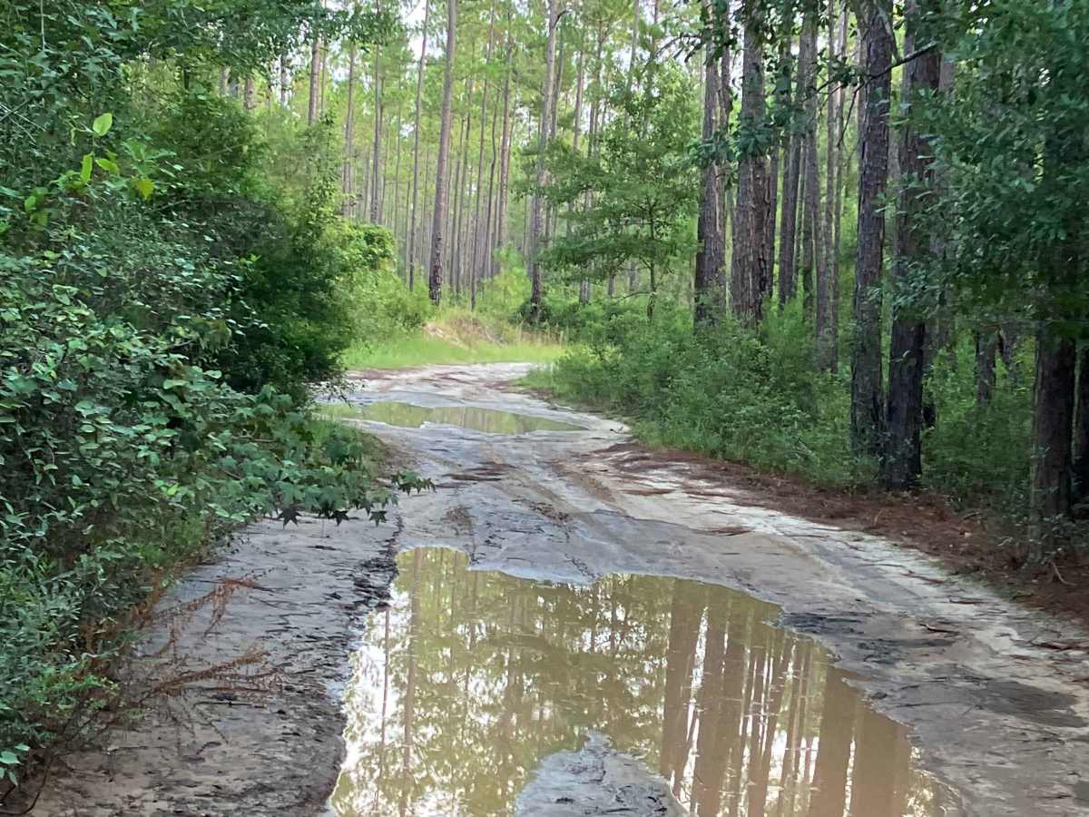 Log Lake Road - FS Y13 photo 6
