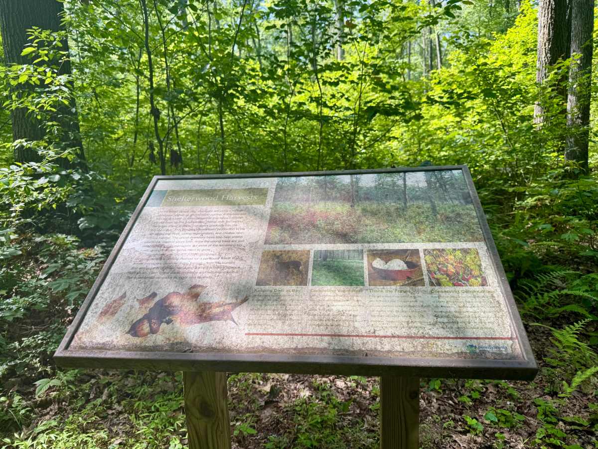 Clear Run Road trail photo