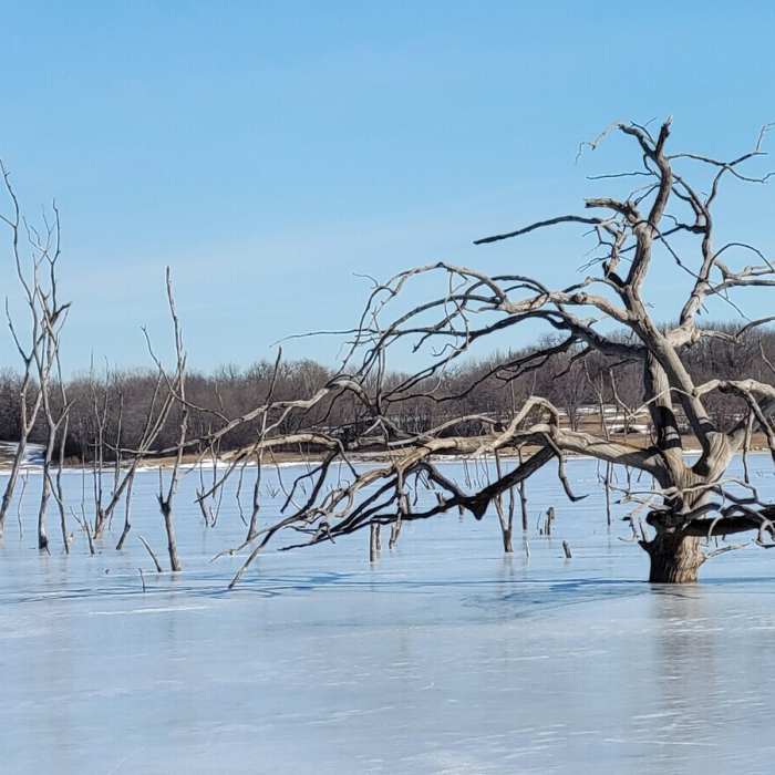 Trees emerging through the frozen surface of Mozinga Lake. Near Deer Run Trail