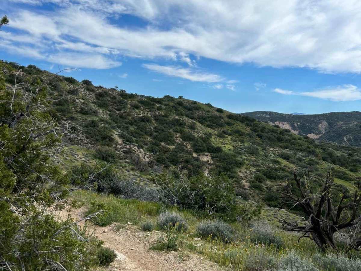Trail 18 Singletrack  photo 6