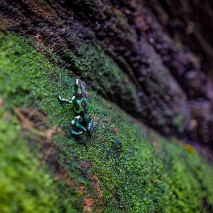 Near Waiakeakua Stream Near Waiakeakua Stream