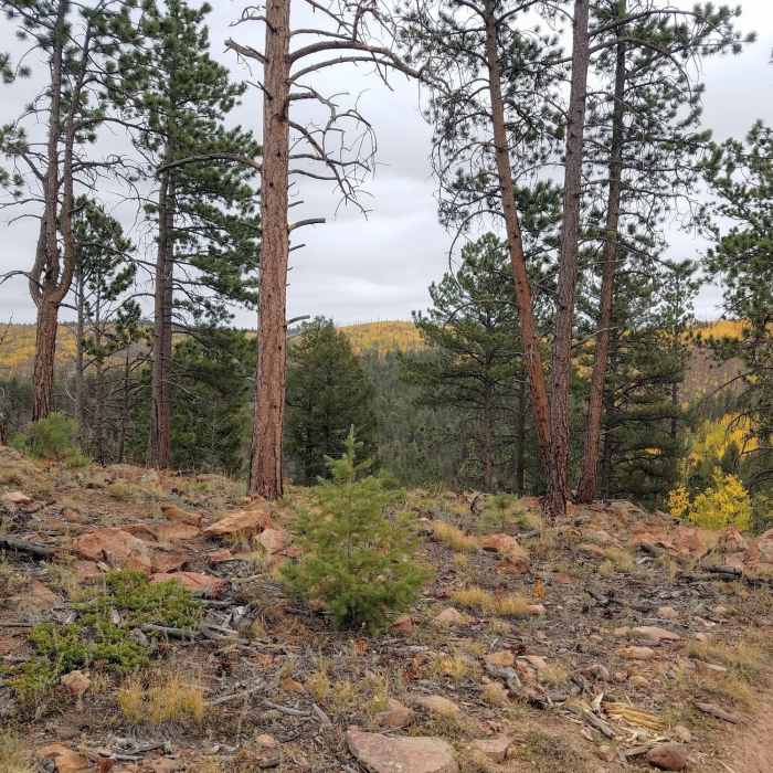 Near Ridge Trail #734