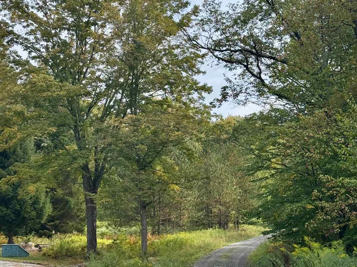 Wilson Switch Road photo 6