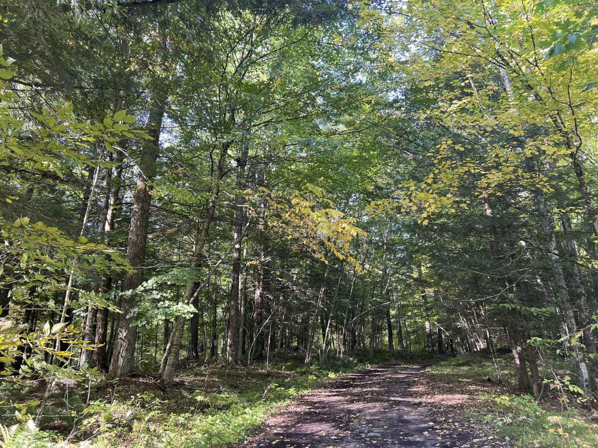 FS 571B trail photo