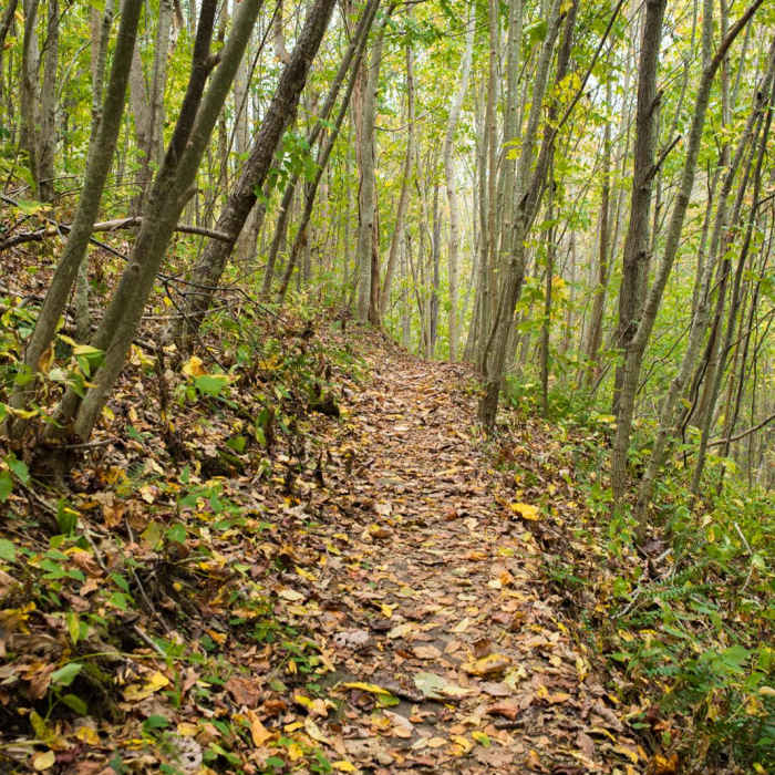 Near Trombatore Trail Near Trombatore Trail