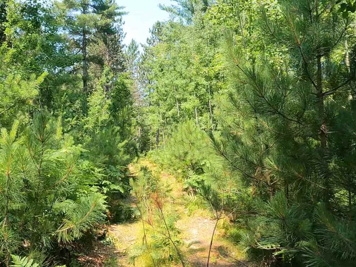 Short Swampy Trail photo 4