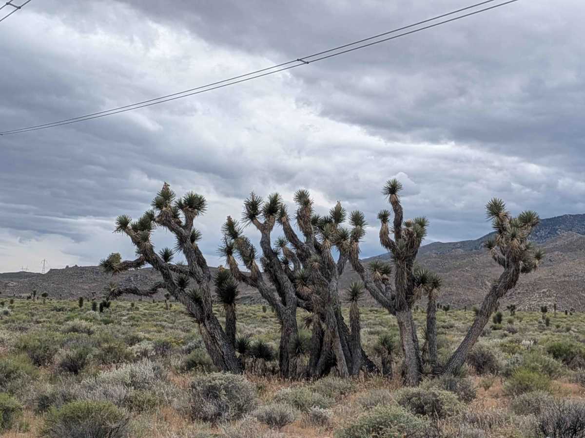 BLM SE740 photo 3