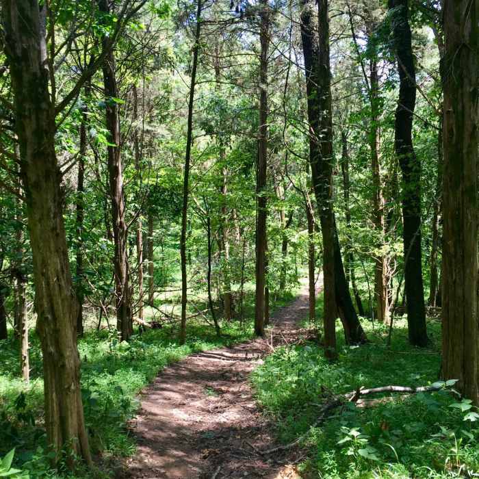 Near Shoreline + High Ridge Trail Loop