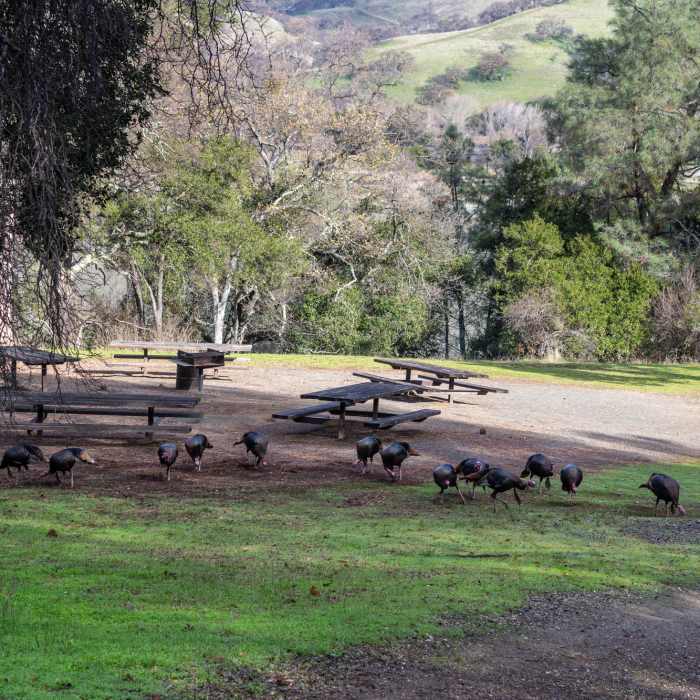 A rafter of turkeys near the Ardilla Group camp. Near Oak Hills Nature Trail