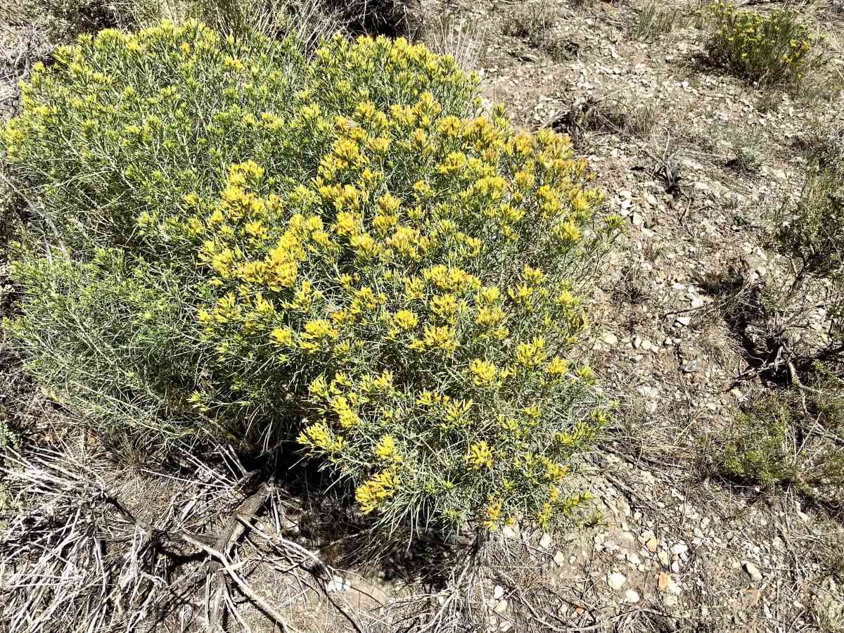 Deer Basin Trail photo 6