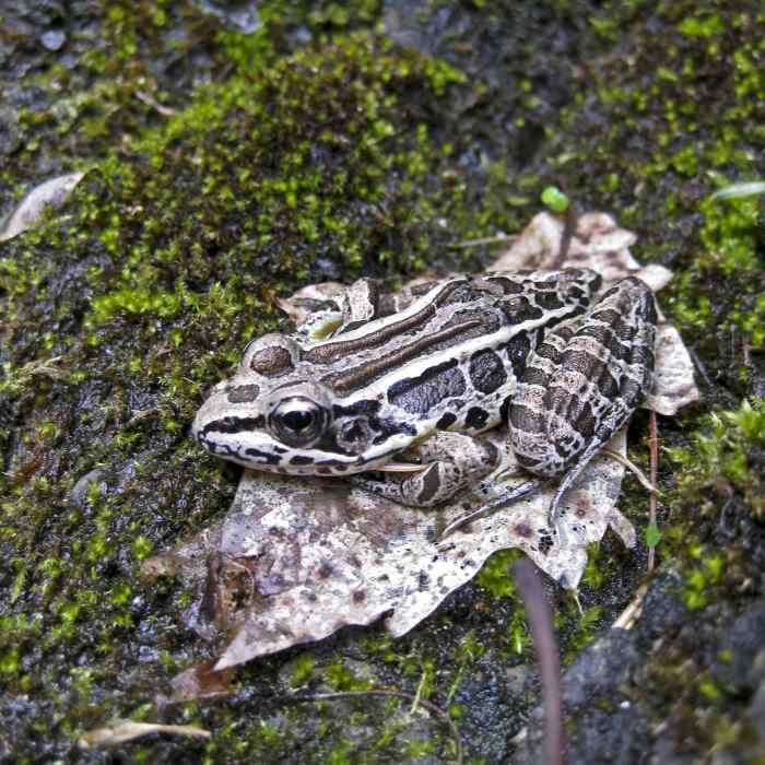 Pickerel frog, Delaware Water Gap National Recreation Area. Near Tumbling Waters Trail