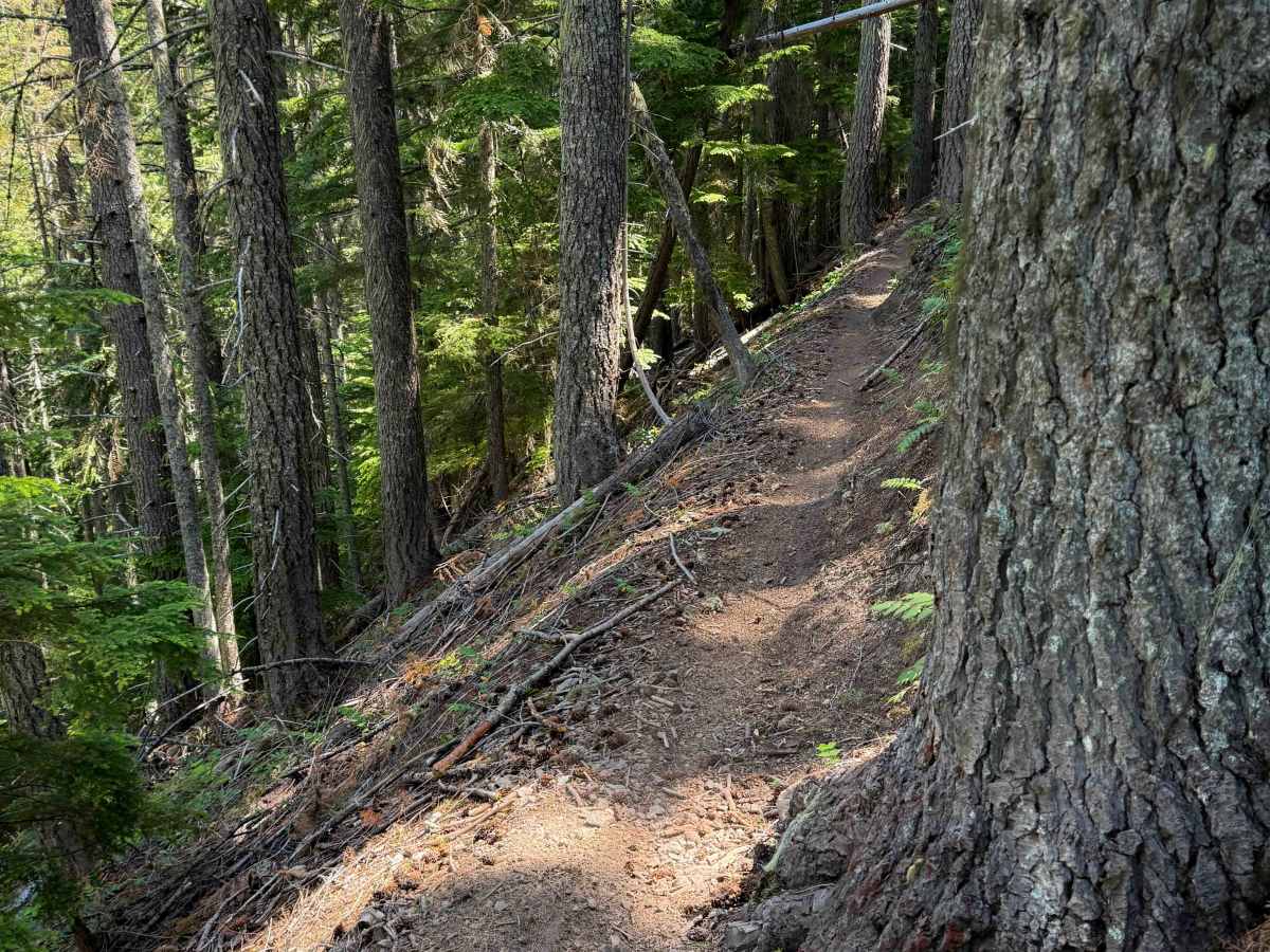 Bear Creek - FS 943  trail photo