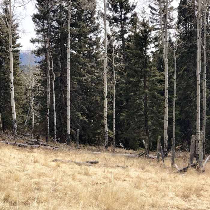 Near Black Bear to Hay Creek Loop