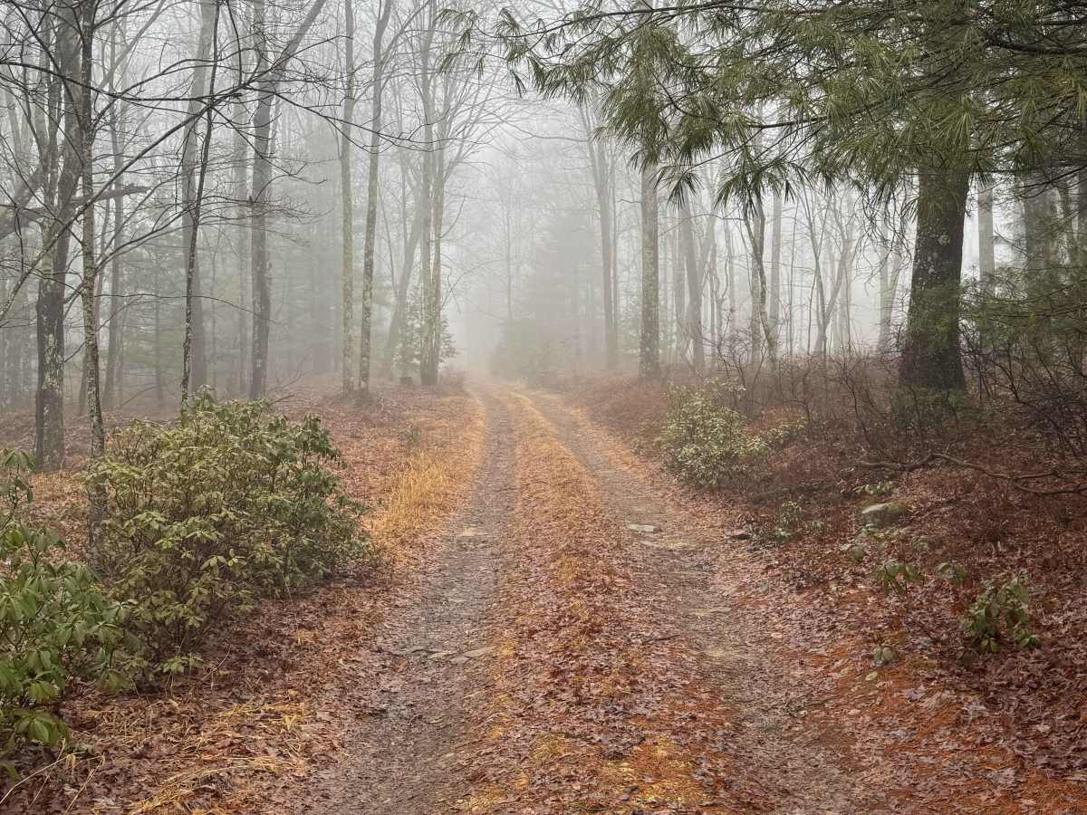 Stellys Trail photo 3