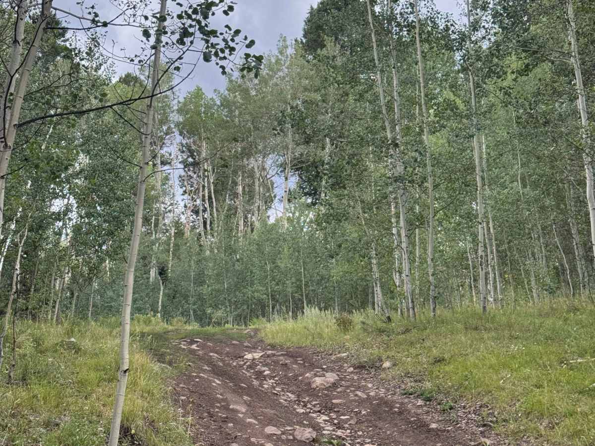 Mill Creek Ski Trail Road photo 2