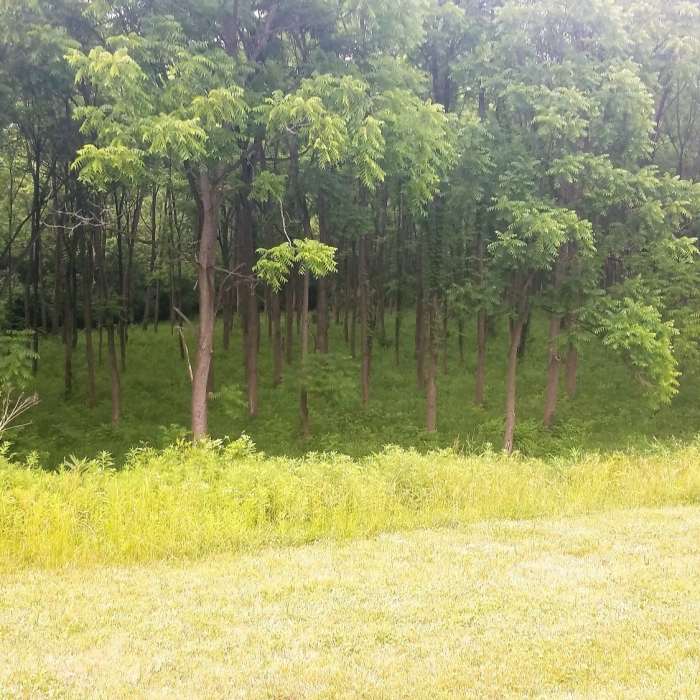 looking into the walnut grove Near Fall Creek Trail