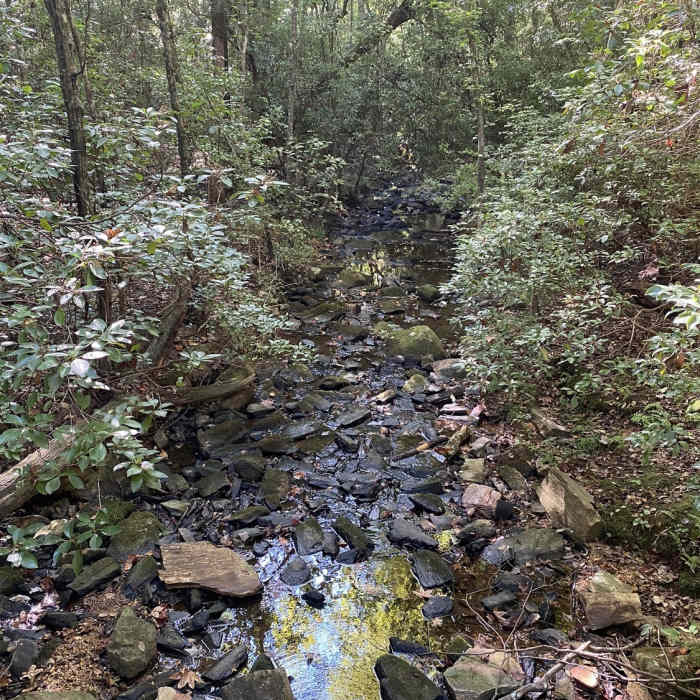 Near Rocky Branch Nature Trail