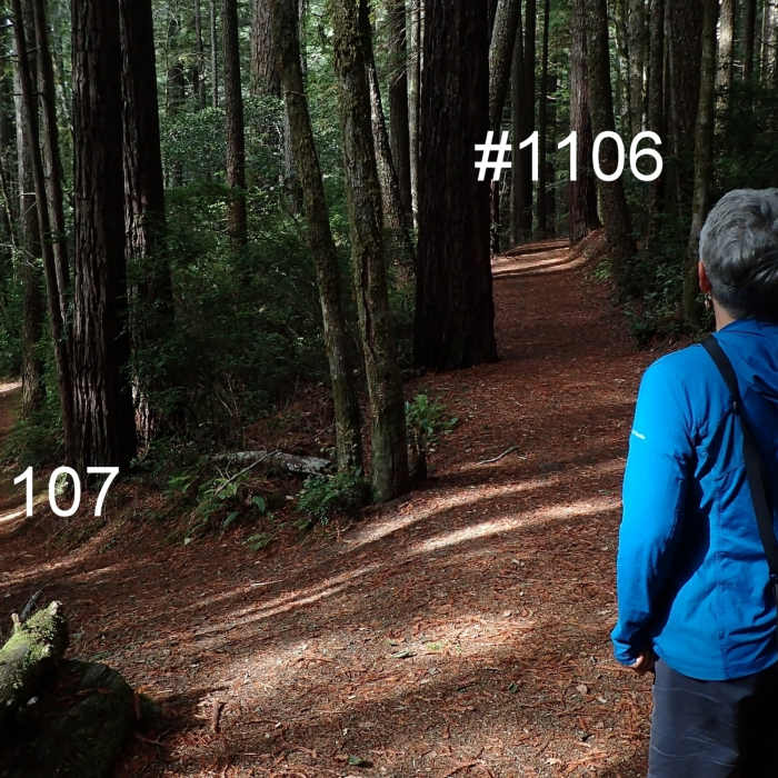 Near Oregon Redwood Barrier-Free Trail #1106