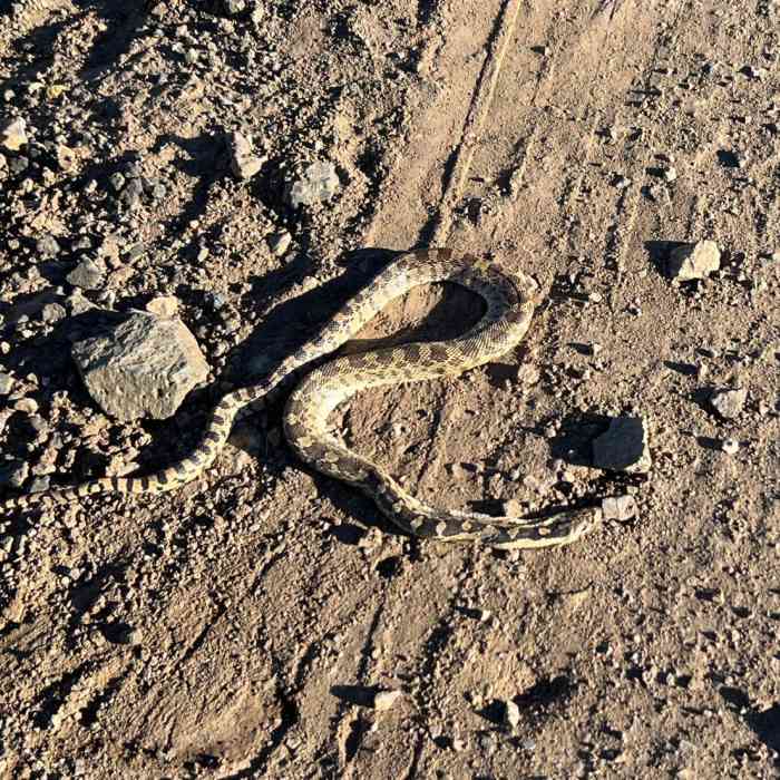 Near Domingo Pass Road Near Domingo Pass Road