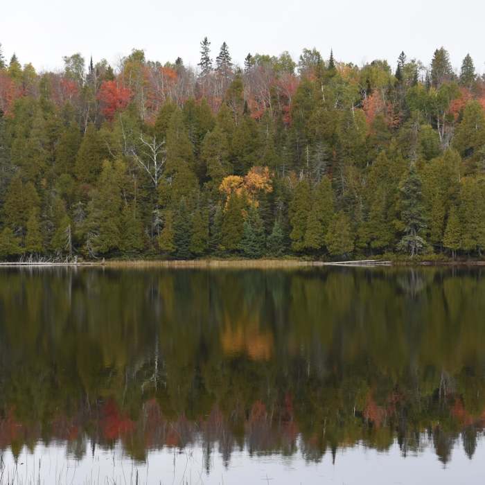 Near Benson Lake Trail Near Benson Lake Trail