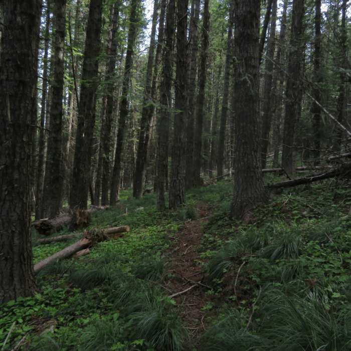 The trail leads through a scenic forest of Grand Fir. Near Twentymile Cutoff Trail #884