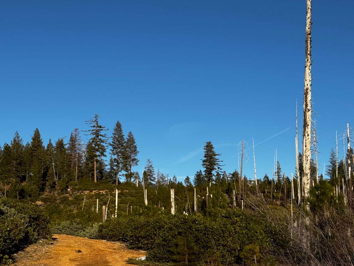 American Hill Mine Spur photo 5