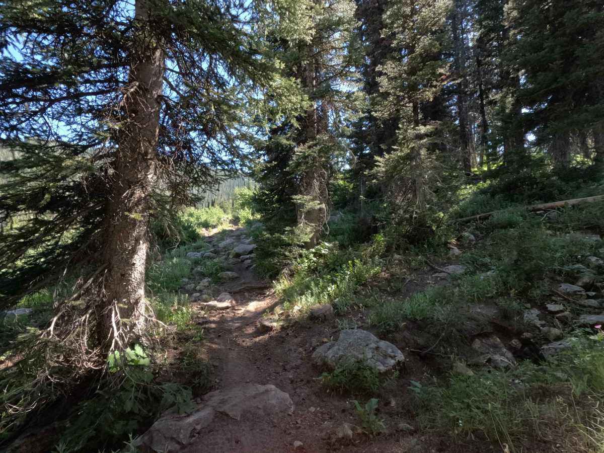 Snowslide trail photo