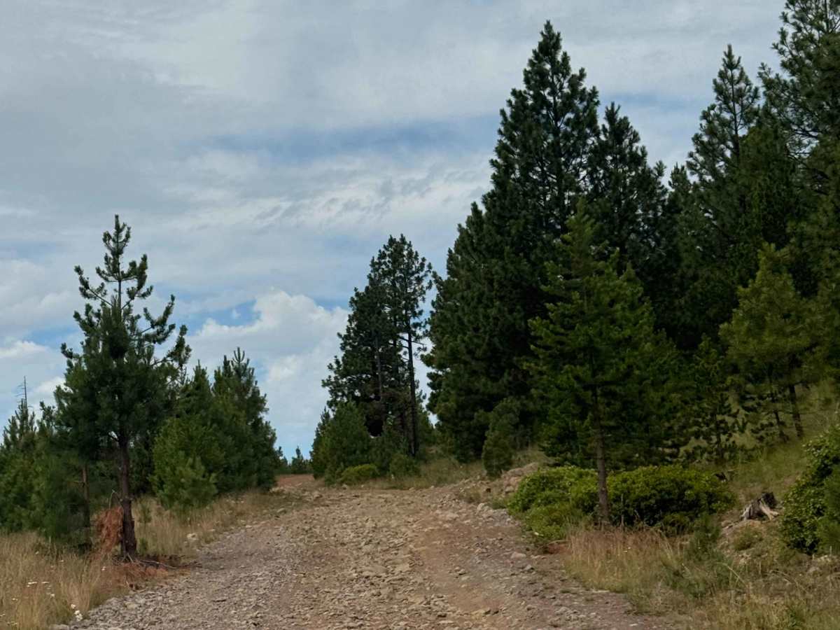 Santiam Wagon Road - FS 1028-500 photo 5