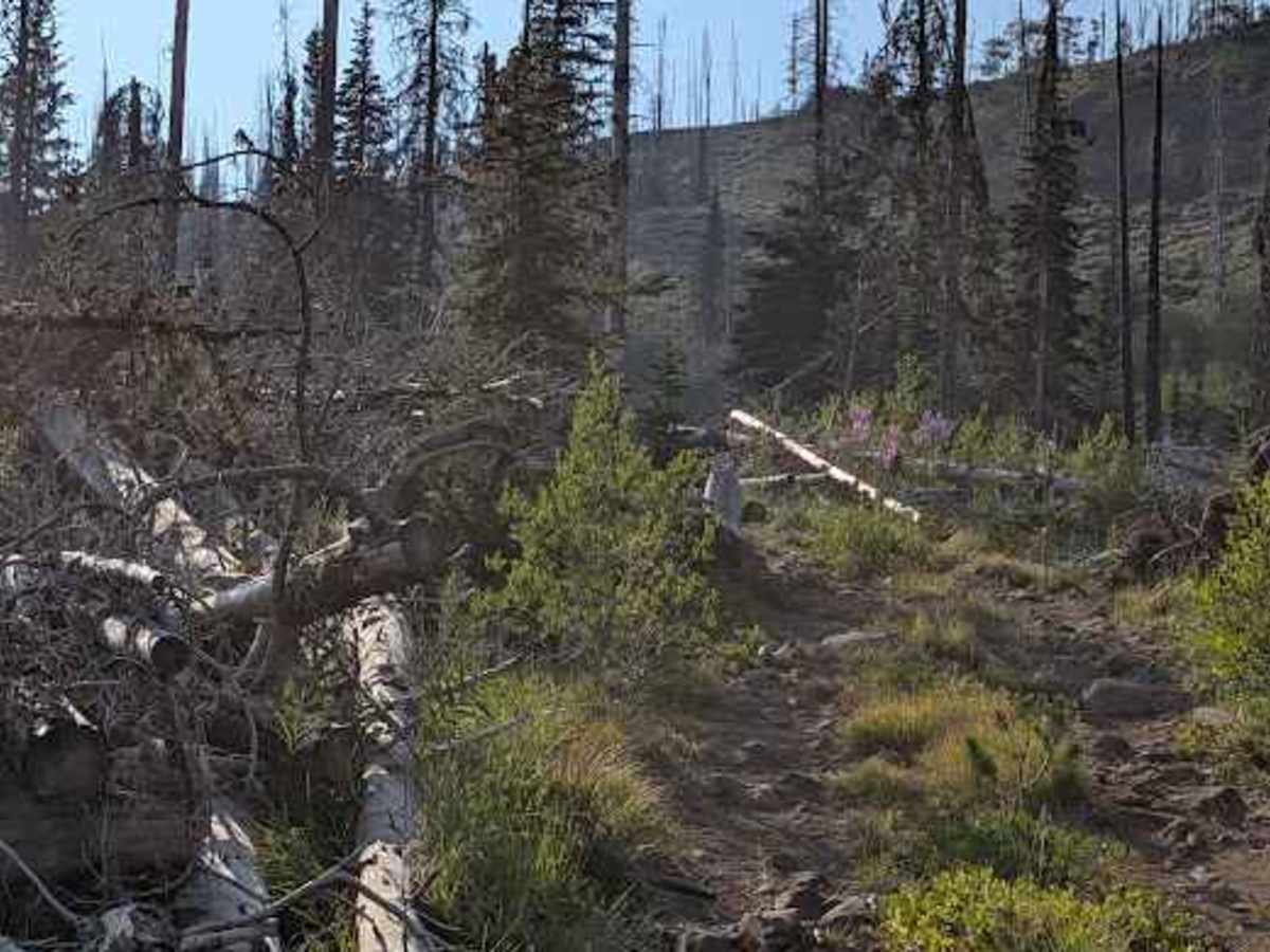 Nealy Creek - FS 4W315 photo 5