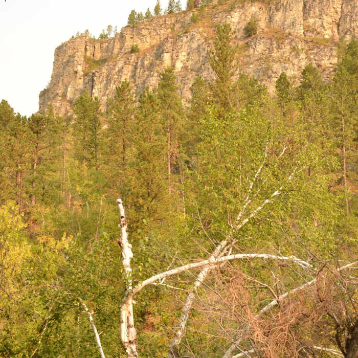 Near Roughlock Falls Trail Near Roughlock Falls Trail