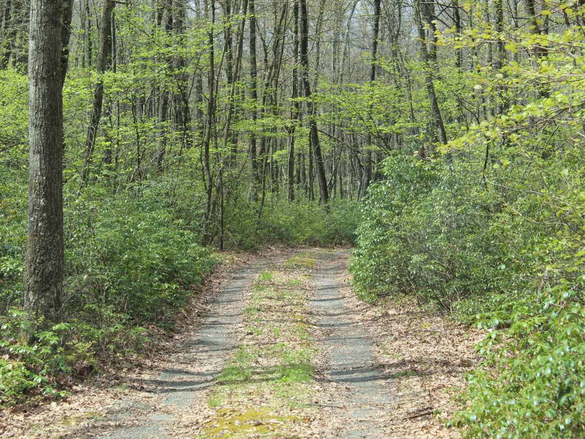 Kratzer Road photo 5