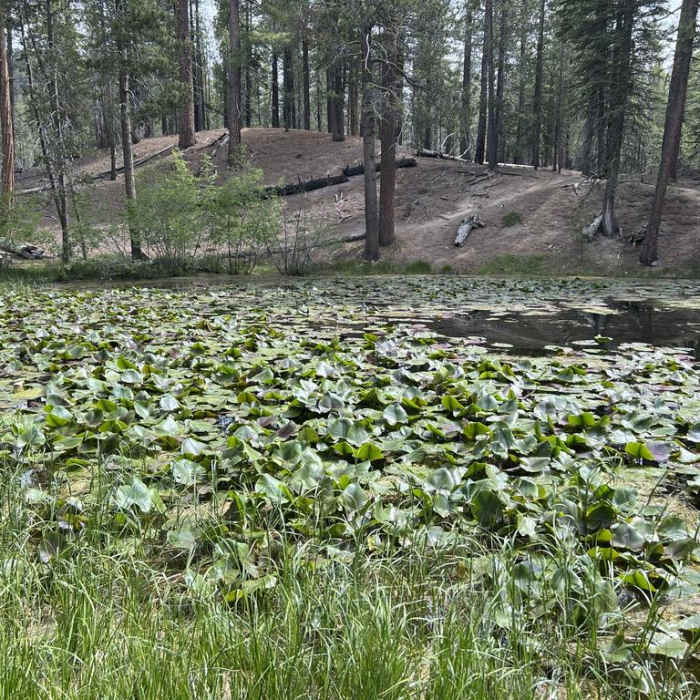 Near Reflection Lake and Lily Pond