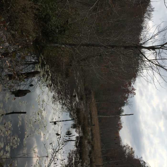 A beaver lodge in the pond. Near Red Trail