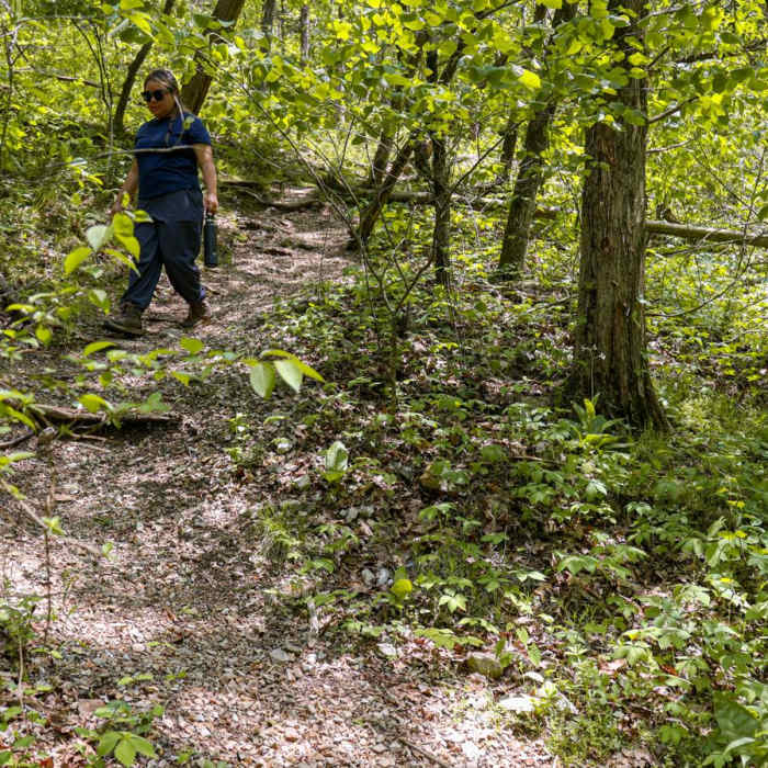 Near Dogwood Loop Trail Near Dogwood Loop Trail