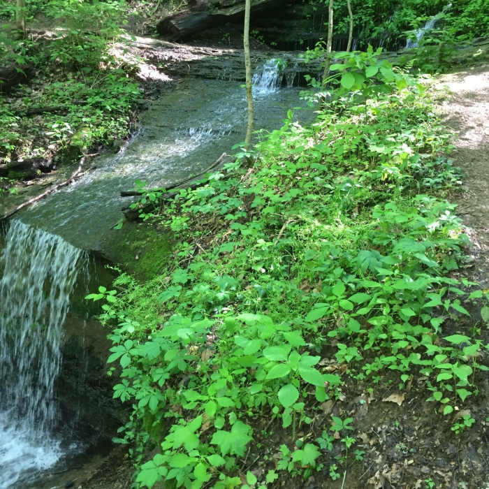 Near Mossy Ridge Trail (Red)