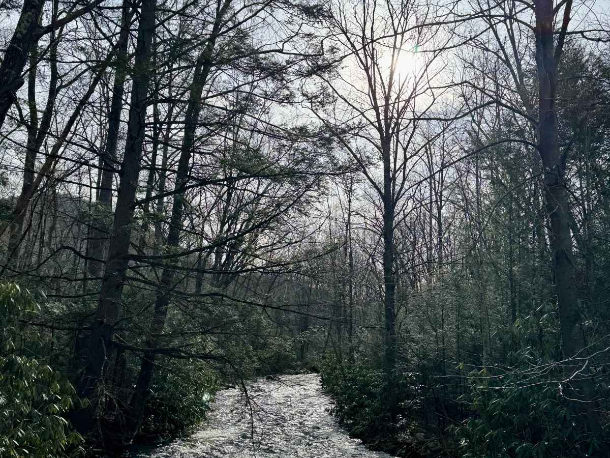 Cooks Run Road photo 3