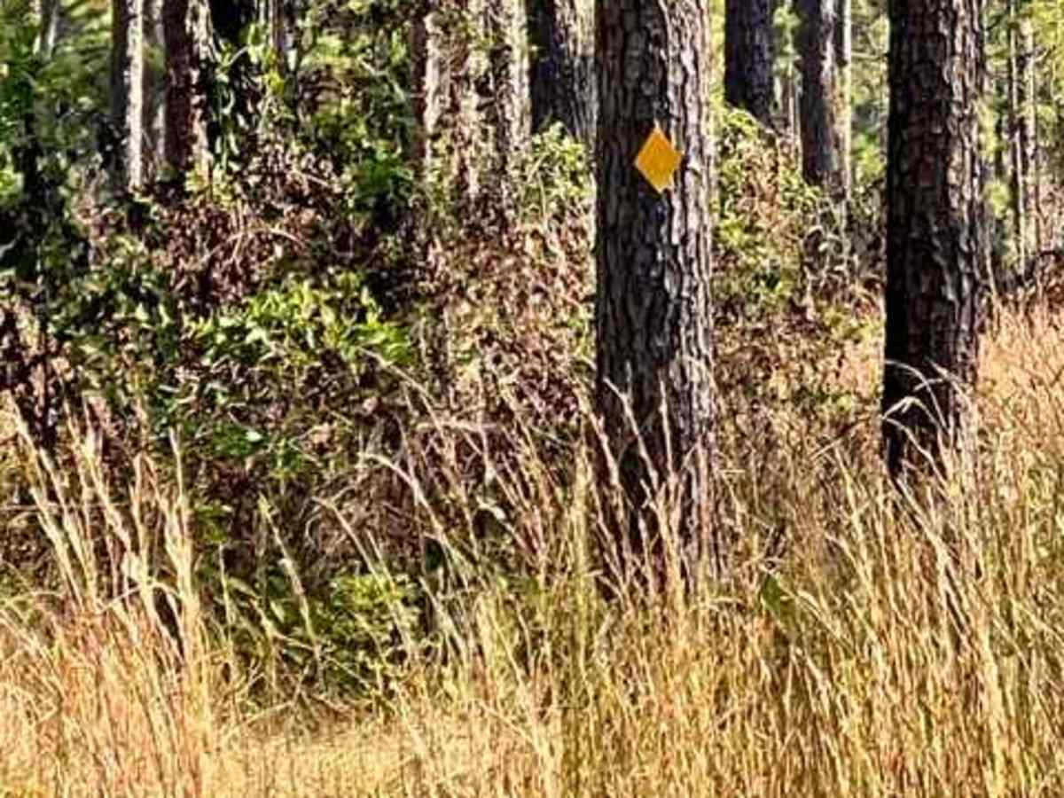 Livingston Trail trail photo
