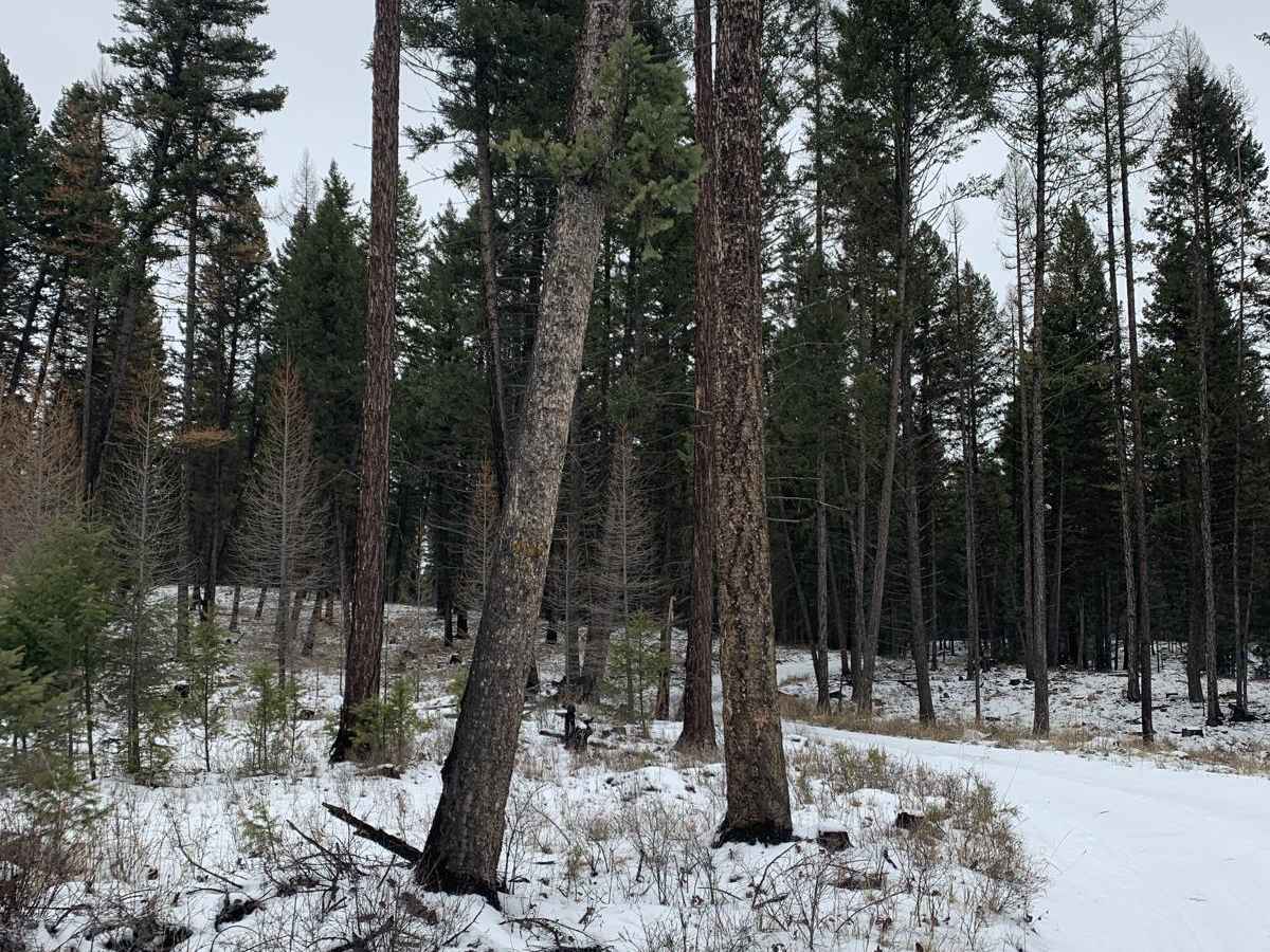 Robert's Mountain Trail photo 3