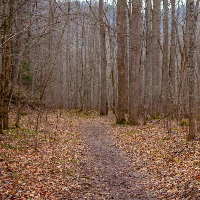 Near Glade Creek Trail