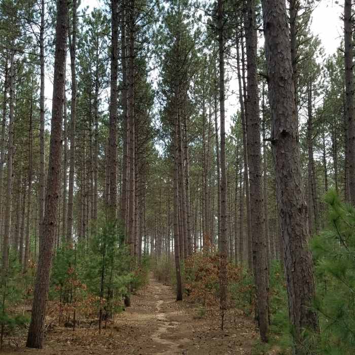 Near Ice Age Trail - Hartman Creek State Park