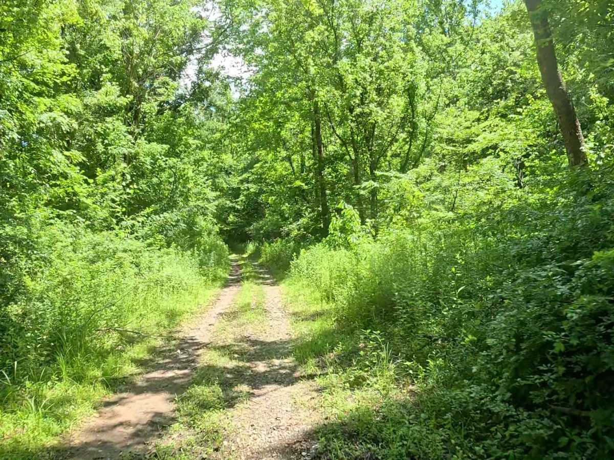 W11 trail photo