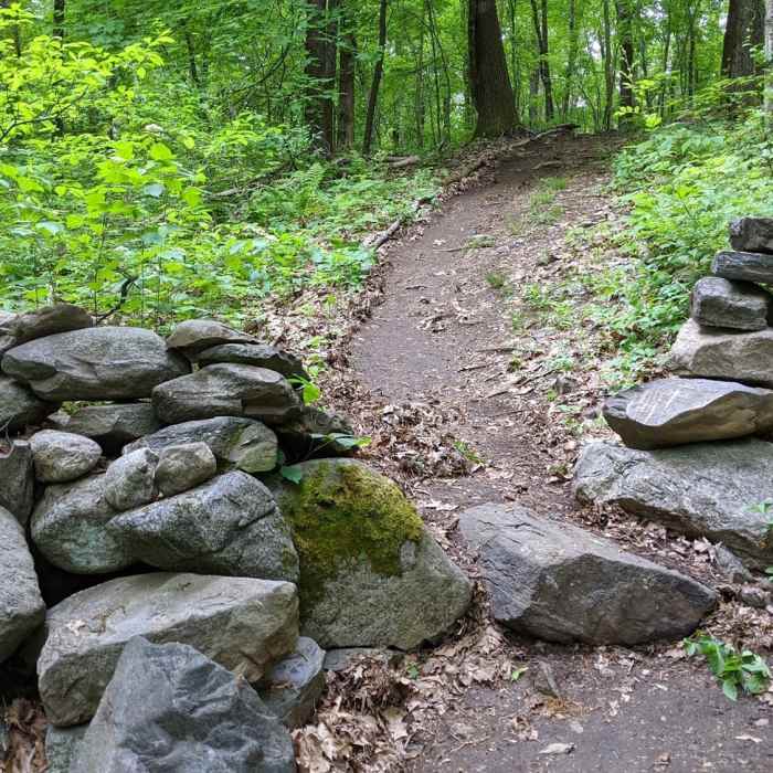 Classic stone wall on the White Trail. Near Jericho Hill Red, White & Blue route