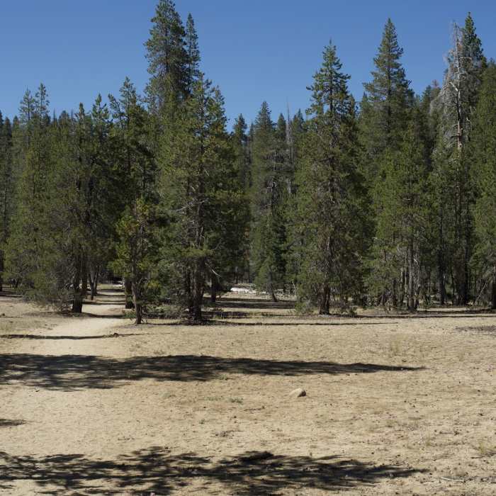 Near Yosemite Creek Trail