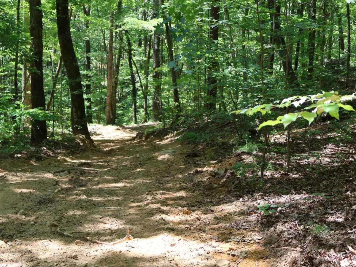 Shingle Loop photo 4